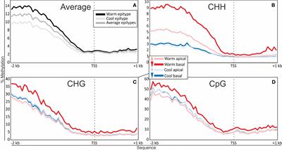 Epitype-inducing temperatures drive DNA methylation changes during somatic embryogenesis in the long-lived gymnosperm Norway spruce